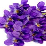 violet perfume oil