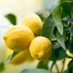 Amafli Lemon Perfume Notes