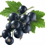 Black Currant - floral green perfume notes