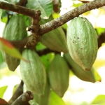 Cacao perfume notes