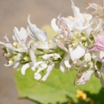 Clary Sage notes