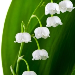 Lily of the Valley perfume notes