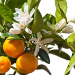 Mandarin Orange perfume notes