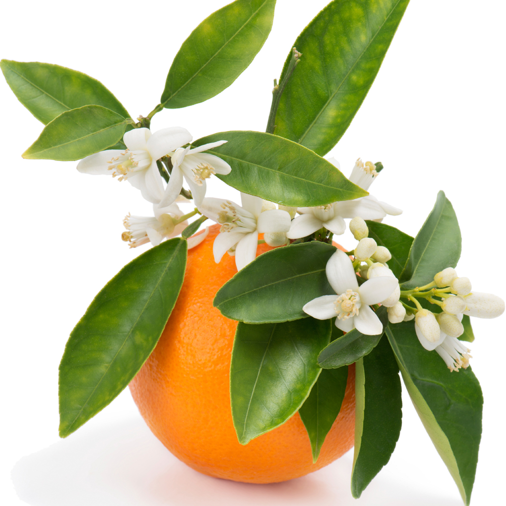 Orange Blossom - oriental spicy perfume notes