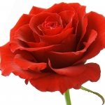 rose perfume notes - oriental floral perfume - parfum d'espoir - collectionits perfume