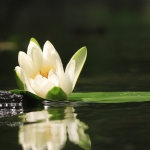 water lily notes